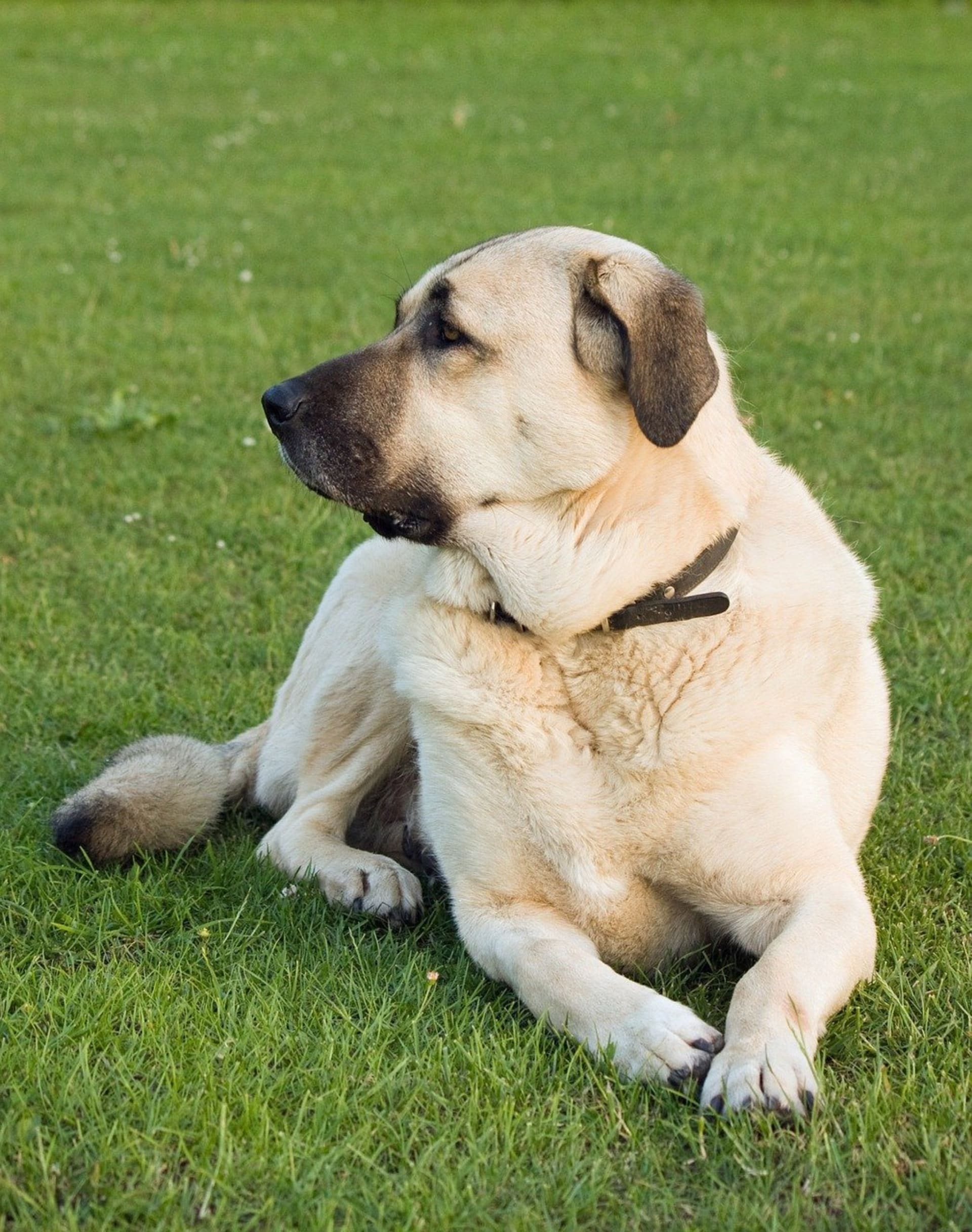 Difference between kangal and anatolian shepherd shop